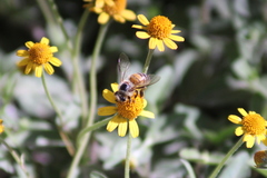 Apis mellifera