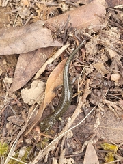 Aneides klamathensis