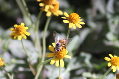 Apis mellifera