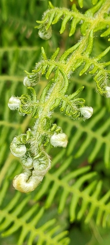 Pteridium aquilinum image