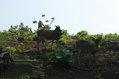 Rusa timorensis