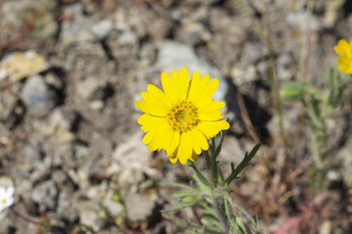 Image of Layia septentrionalis by (c) Arvel Hernandez, some rights reserved (CC BY)