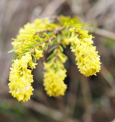Thymelaea ruizii