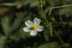 Potentilla elatior