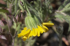 Layia septentrionalis
