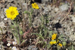 Layia septentrionalis