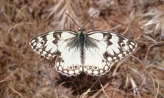 Melanargia titea