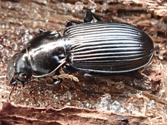 Pterostichus aethiops