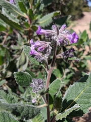 Eriodictyon crassifolium