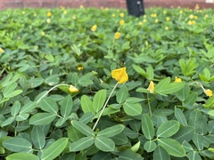 Arachis pintoi image