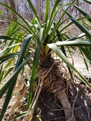 Yucca gloriosa tristis