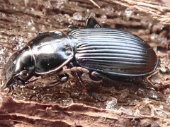 Pterostichus aethiops