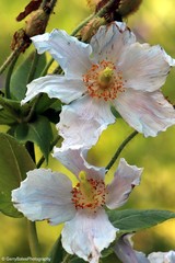 Meconopsis grandis