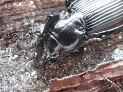 Pterostichus aethiops