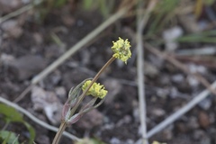 Sanicula bipinnata