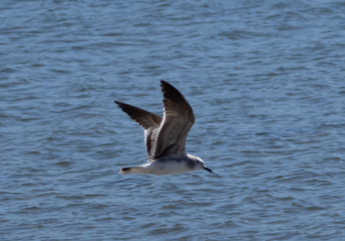 Laughing Gull photographed in California