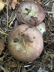 Russula placita