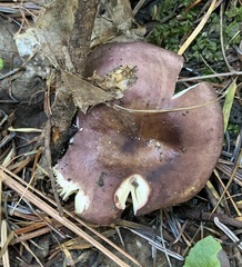 Russula placita