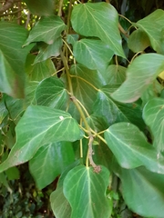 Hedera