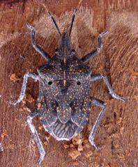 Pseudatelus