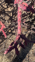Cylindropuntia thurberi versicolor