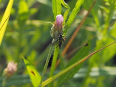 Oedemera nobilis