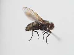 Pollenia rudis