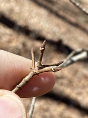 Acer rubrum rubrum