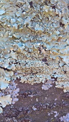 Flavoparmelia soredians
