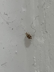 Psocodea