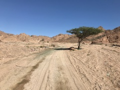 Vachellia tortilis raddiana