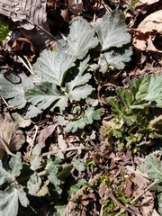 Geum canadense texanum