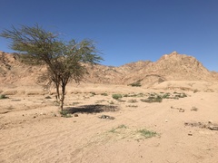 Vachellia tortilis raddiana