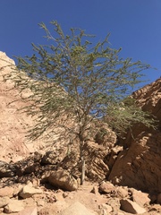Vachellia tortilis raddiana