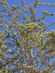 Vachellia tortilis raddiana