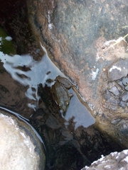 Pelophylax saharicus