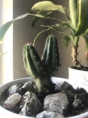 Trichocereus macrogonus macrogonus