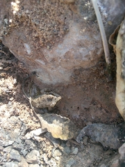 Pelophylax saharicus