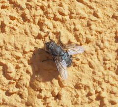 Pollenia rudis