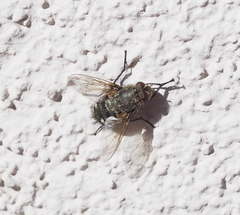 Pollenia rudis