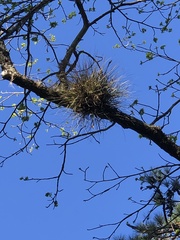 Tillandsia bartramii