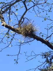 Tillandsia bartramii