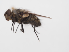 Pollenia rudis