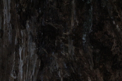 Picoides tridactylus