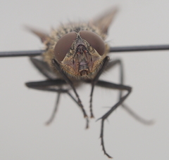 Pollenia rudis