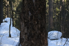 Picoides tridactylus