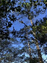 Tillandsia bartramii