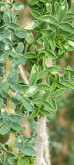 Adenocarpus foliolosus image