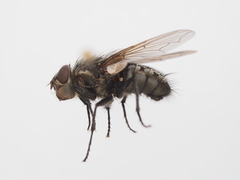 Pollenia rudis