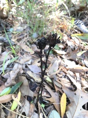 Monotropa